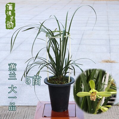兰花苗带花苞名贵兰花蕙兰大一品南靖兰花 花卉绿植盆栽室内植物