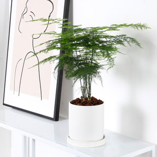 文竹小盆栽办公室桌面大颗室内好养绿植四季常青摆件防辐射