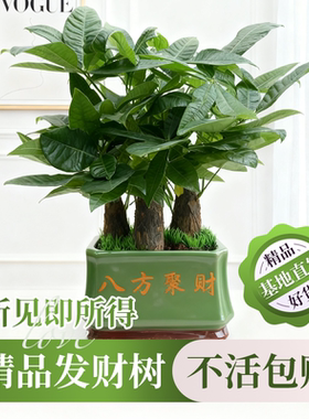 发财树懒人小盆栽净化办公室桌面客厅旺宅盆景四季好养活室内绿植
