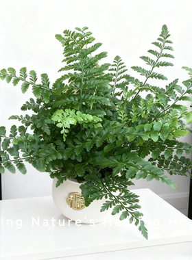 吉姆蕨盆栽蕨类植物懒人办公室内桌面好养活净化空气耐阴四季绿植