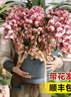 大花蕙兰带花苞盆栽年宵花兰花植物室内鲜花花卉客厅绿植耐寒惠兰