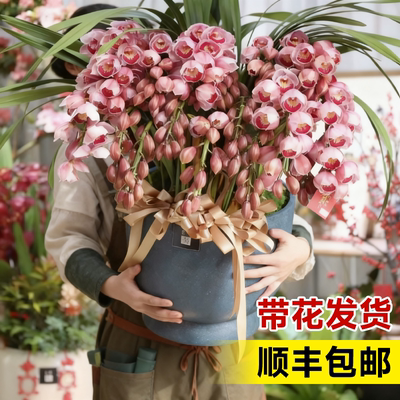 大花蕙兰带花苞盆栽年宵花兰花植物室内鲜花花卉客厅绿植耐寒惠兰
