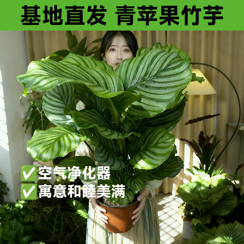 水培植物青苹果竹芋耐阴绿植盆栽