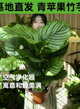 水培植物青苹果竹芋绿植盆栽常青室内办公桌好养喜阴净化空气