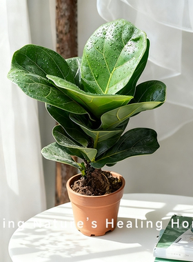 琴叶榕盆栽植物室内外办公室桌面阳台花卉净化空气绿植芭比榕盆景