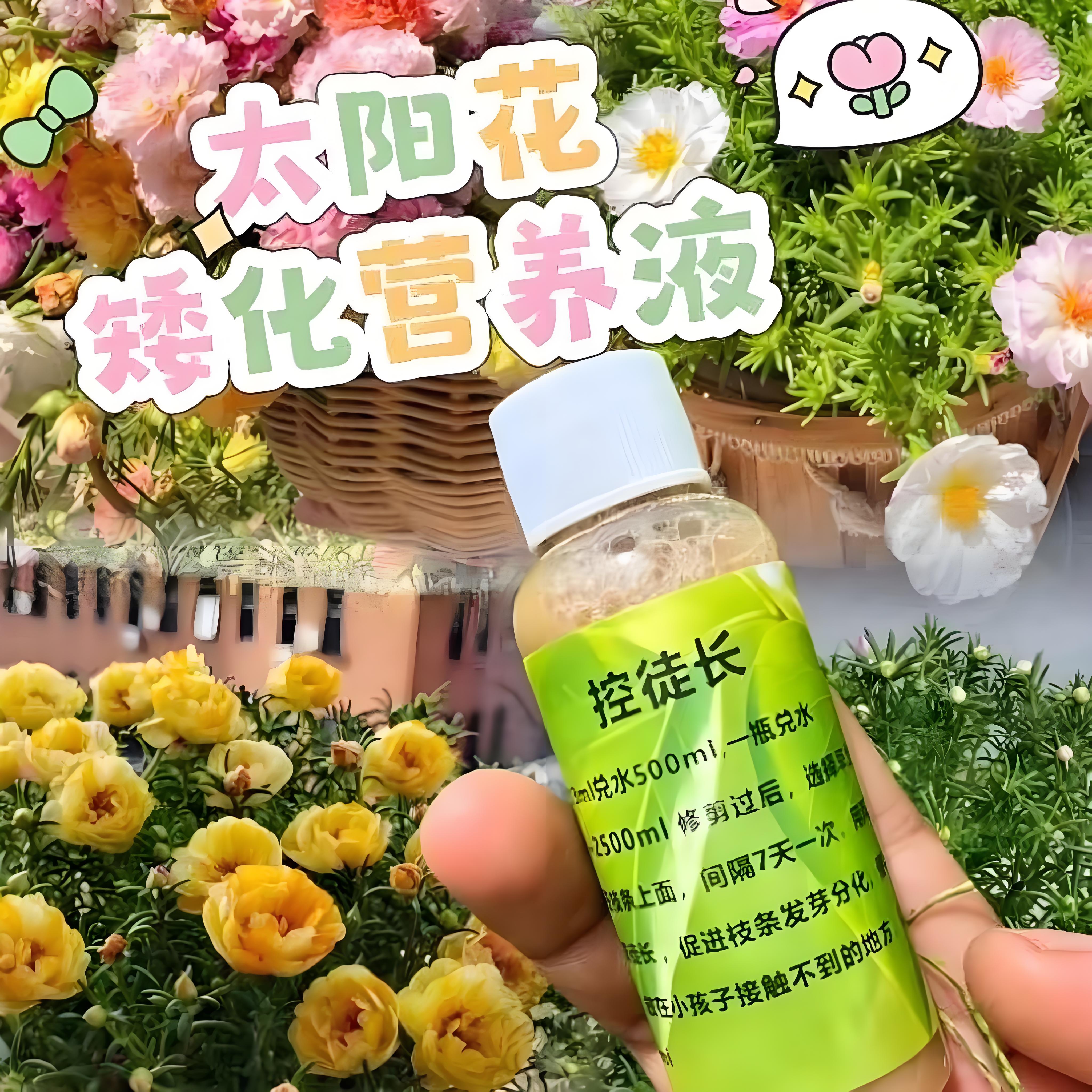 太阳花矮胖素优芽素控徒长多肉