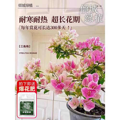 重瓣老桩三角梅四季老桩特大号盆栽带开花专用高端绿漳红樱三角梅