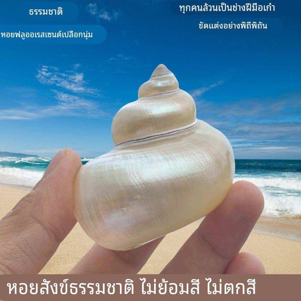 天然贝壳大海螺去皮白螺鱼缸水族箱造景家居装饰摆件卷贝鱼繁殖壳