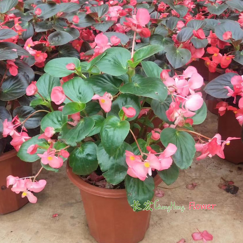 大花四季海棠盆栽带花玻璃翠大叶秋海棠花阳台庭院地栽景观花