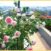 四季 欧月阳台庭院攀援卉绿月季 苗年爬藤苗月季