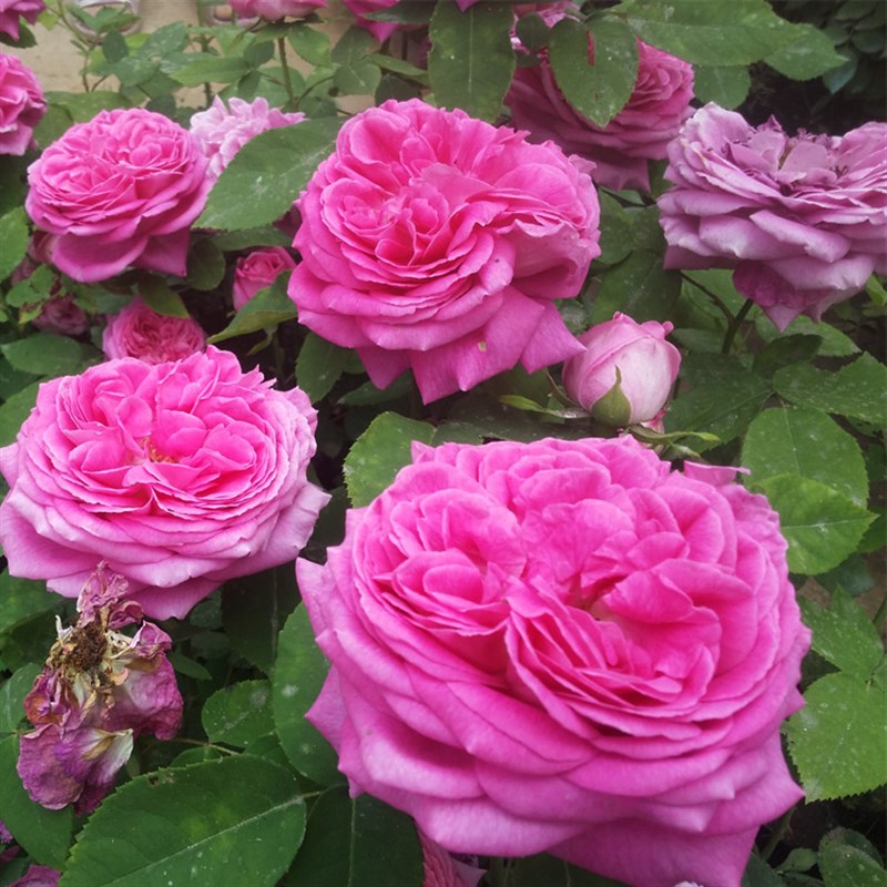 无刺苗大花朵藤本浓香月季花苗盆栽西枝牡丹四季庭院爬藤蔷薇花卉