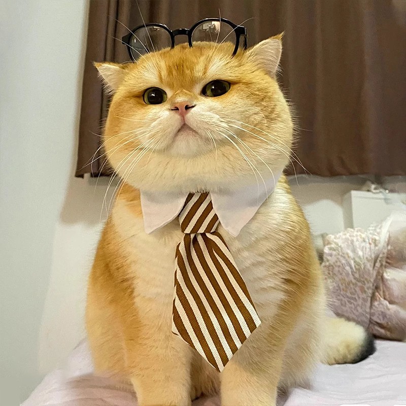 宠物领结猫咪西装围脖猫猫蝴蝶结领带小型犬狗狗项圈衣服配饰道具