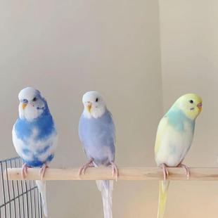 玄雏凤牡半毛7hhEAYaA手幼丹鸟大头虎鸟雏鸟亲人温顺养繁殖手养