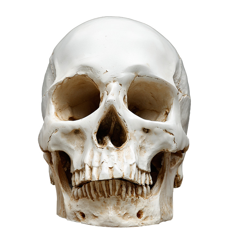 树脂仿真石膏头骨像美术素描骷髅头模型1比1教具人物写生静物