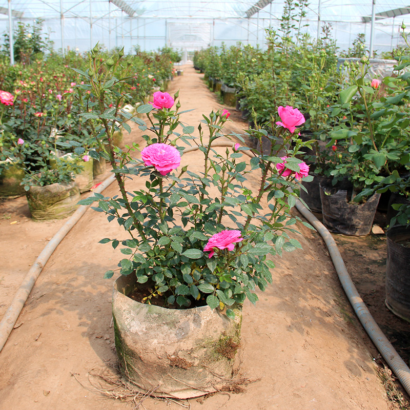 果汁阳台月季花大苗特大花浓香四季玫瑰花老桩盆栽庭院花卉绿植物