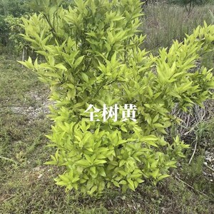 金装黄化营养液果树黄龙病药砂糖橘脐橙沃柑青果红鼻子果药