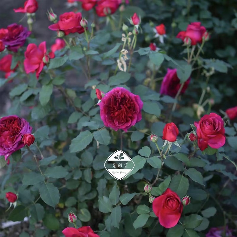 绿园美植  曼斯特德伍德 灌木月季黑红勤花枝条软庭院阳台盆栽