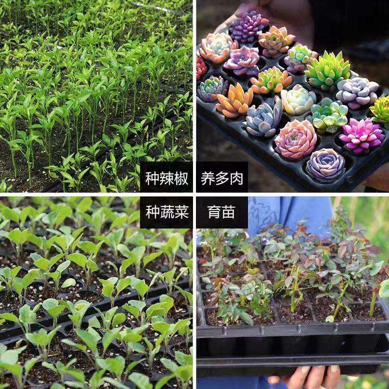 穴盘育苗盘育苗盆种植神器蔬菜育种扦插盒塑料育苗托盘专用培育箱