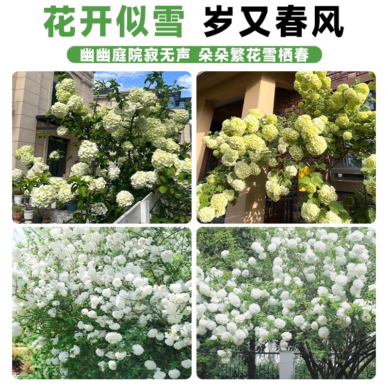 中华木绣球树苗大花斗球老桩欧洲木绣球别墅庭院花卉盆栽木本植物