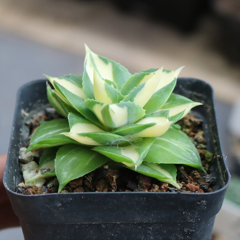 黄中斑王妃雷神龙舌兰自然锦美观好养易度夏多肉植物阳台小盆栽