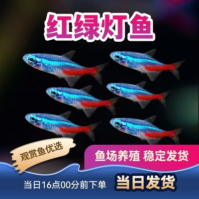 观赏鱼红绿灯鱼群游活体灯科鱼小型鱼热带鱼钻石灯宝莲灯绿莲灯鱼