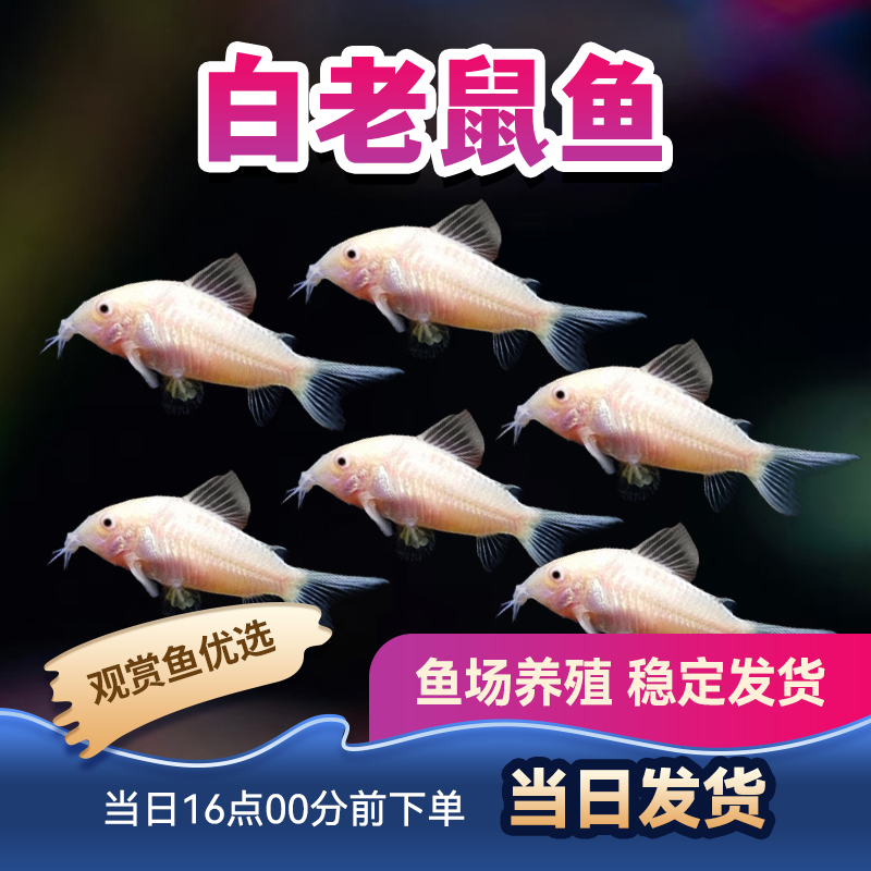 观赏鱼鼠鱼活体热带鱼花老鼠咖啡鼠青铜鼠混养熊猫鼠珍珠鼠白鼠鱼