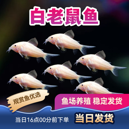 观赏鱼鼠鱼活体热带鱼花老鼠咖啡鼠青铜鼠混养熊猫鼠珍珠鼠白鼠鱼