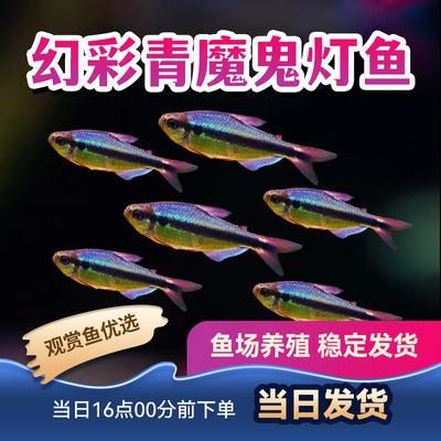 观赏鱼小型鱼灯科皇室青魔鬼幻彩蓝魔鬼灯热带鱼幻彩青魔鬼灯活体