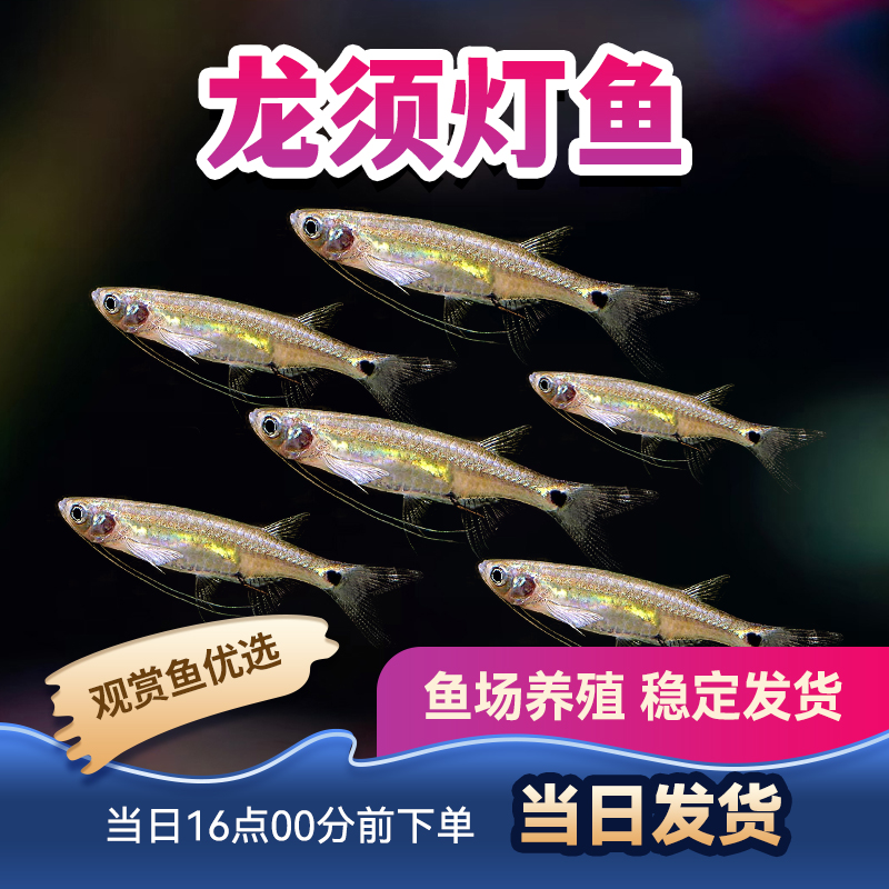 观赏鱼灯科鱼小型鱼热带鱼群游除油膜青眼灯进口鱼龙须灯鱼活体