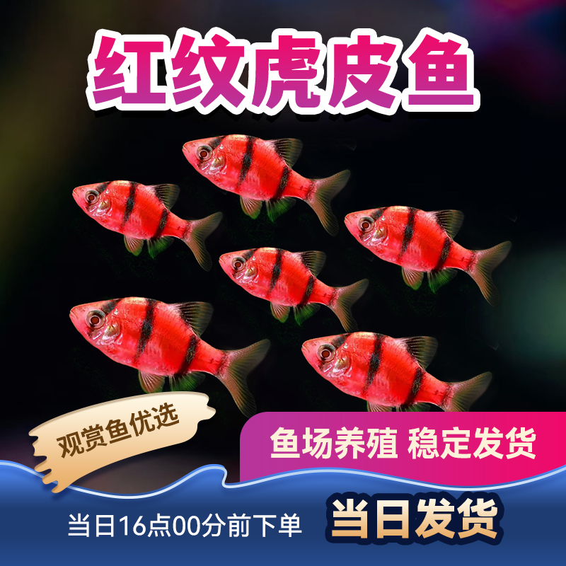观赏鱼虎皮鱼热带鱼小型鱼群游荧光虎皮鱼翡翠虎皮红纹虎皮鱼活体
