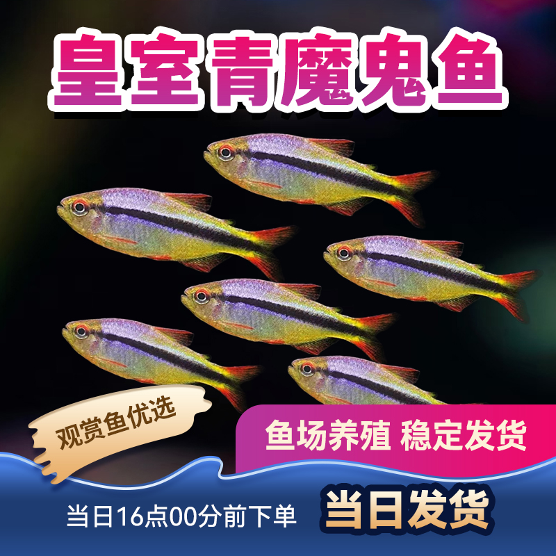 观赏鱼灯科小型鱼热带鱼皇室青魔鬼灯活体包活群游幻彩青魔鬼灯鱼