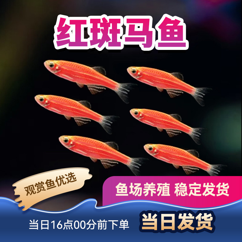 观赏鱼斑马鱼小型鱼活体红斑马鱼柠檬斑马鱼蓝斑马绿翡翠斑马包活