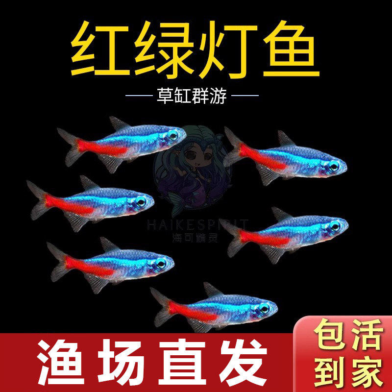 红绿灯鱼热带观赏鱼小型灯科鱼孔雀鱼斑马鱼宝莲灯鱼淡水鱼群游鱼