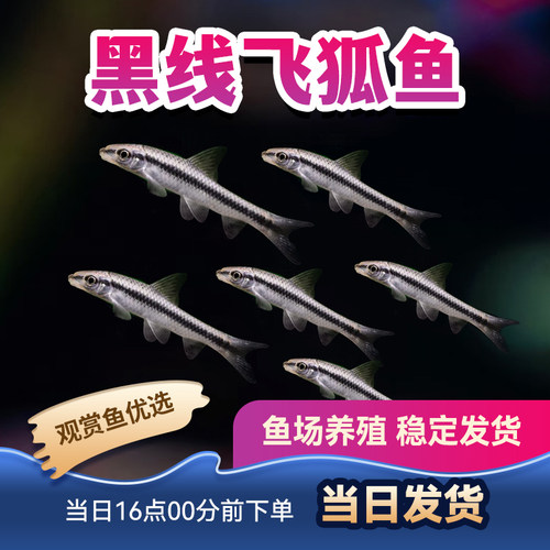 热带鱼混养小猴飞狐小型鱼观赏鱼一线飞狐除藻鱼黑线飞狐鱼活体