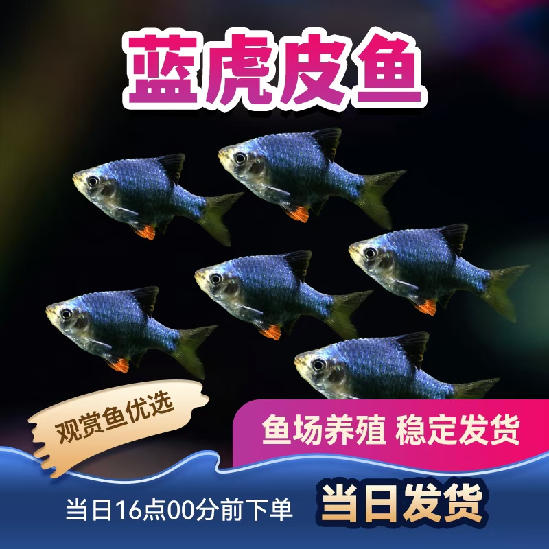 观赏鱼虎皮鱼绿翡翠虎皮荧光虎皮热带鱼可混养红纹虎皮蓝虎鱼活体