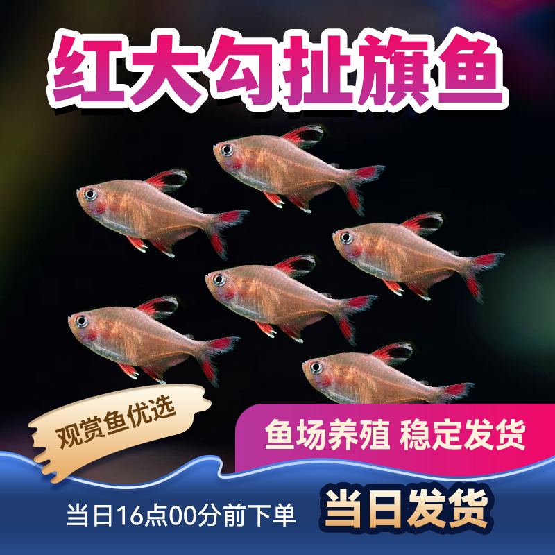 观赏鱼热带鱼扯旗黑尾玫瑰扯旗白翅玫瑰旗小型鱼红大勾鱼活体包活