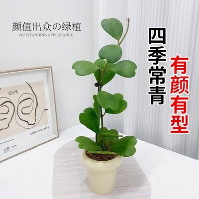心叶球兰盆栽一片心多肉植物室内稀有冷门高端桌面小绿植仙人掌科