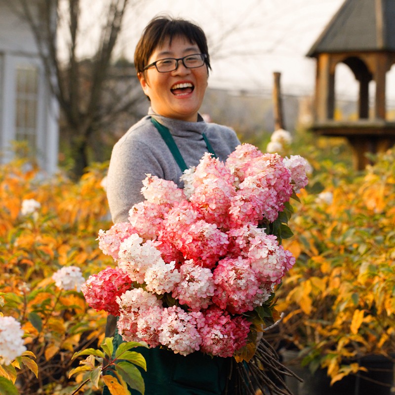 海蒂的花园圆锥绣球白玉夏季花耐晒耐热花卉阳台庭院植物盆栽苗