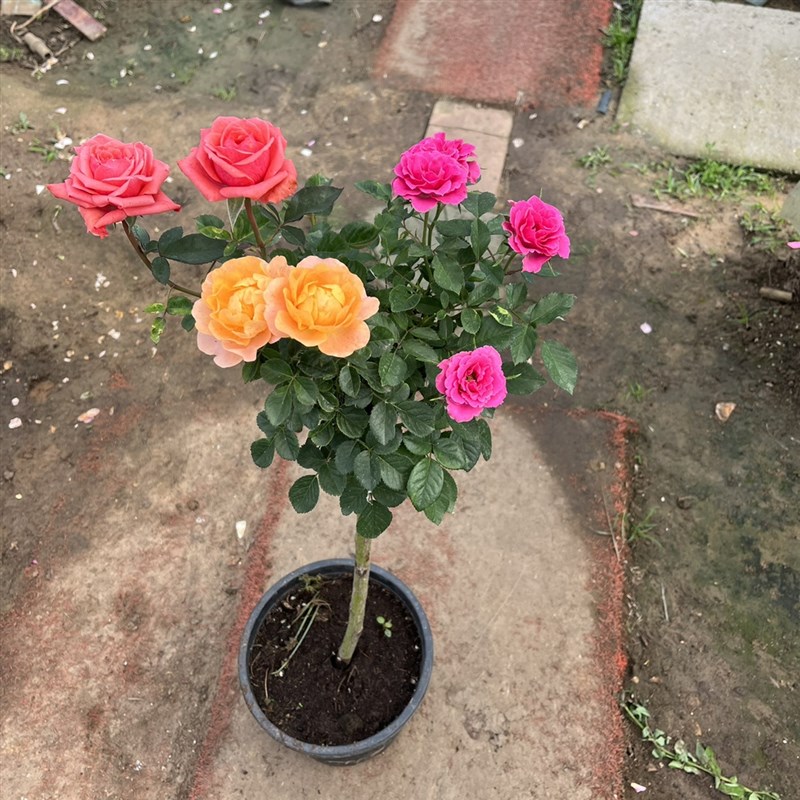 棒棒糖树桩月季特大花四季花庭院阳台地栽盆栽嫁接多色欧月花卉