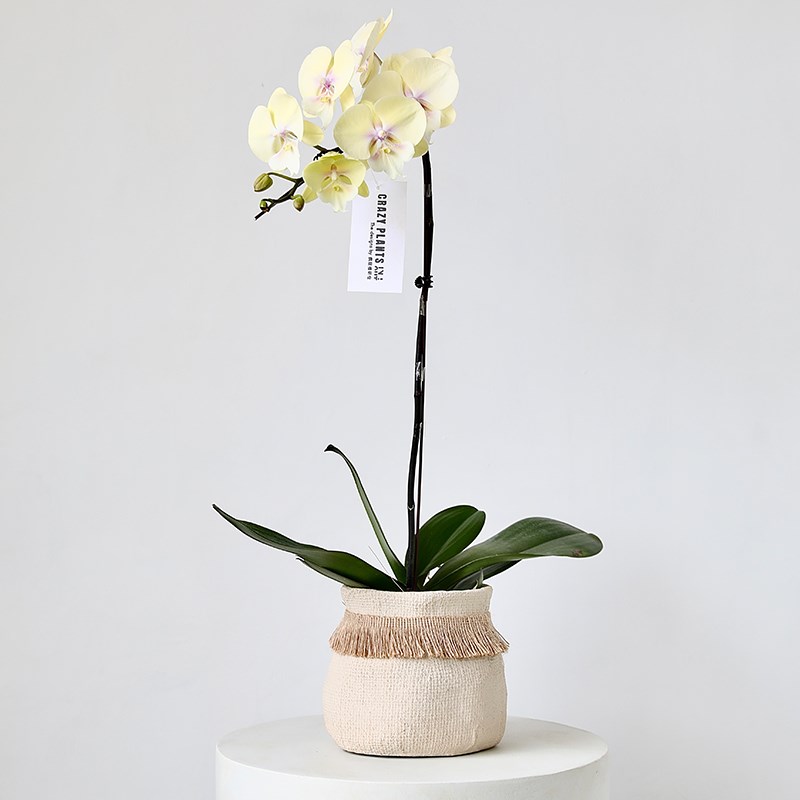 波西米亚风创意水泥花盆文心兰仿编织草编兰花爱藤编盆蝴蝶兰