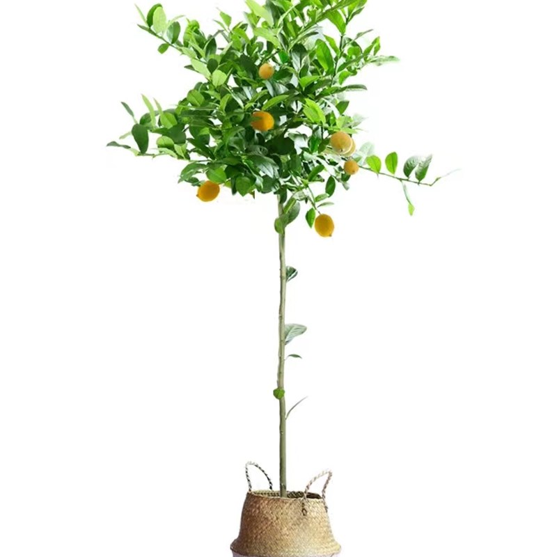 香水柠檬树盆栽客厅大型植物室内阳台花卉四季带果办公室绿植盆景