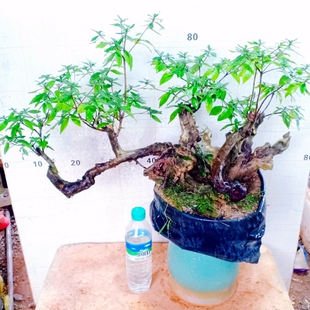 室内一物一拍下映山红老桩杜鹃花盆景提根野外栽植生精品树苗矮霸