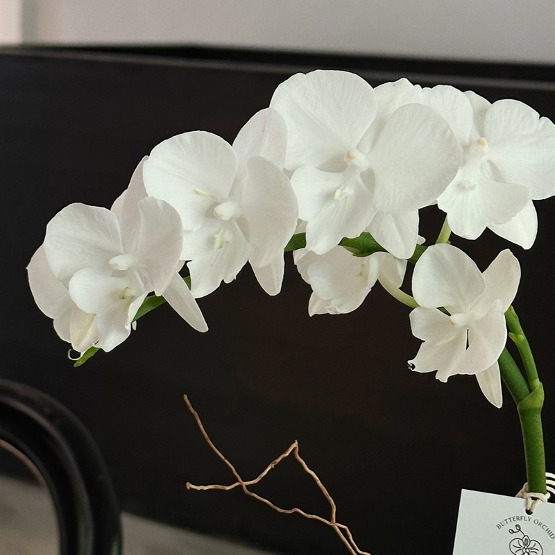 植物私生活 白天鹅纯白仙女蝴蝶兰厚花瓣独特小众品味开花盆栽