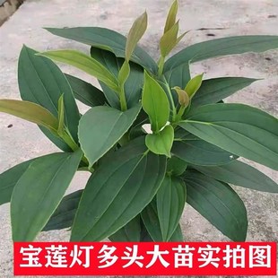 宝莲灯花盆栽带花苞植物四季花室内花客厅年宵花阳台养小绿植
