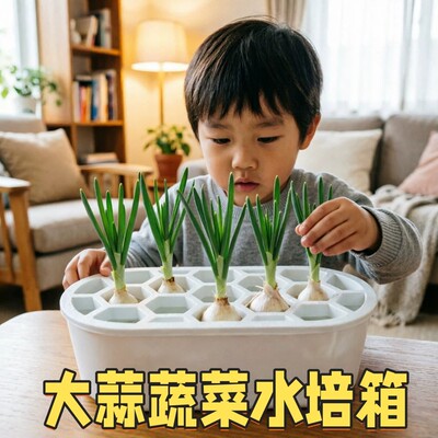 室内根系观察水培箱大蒜大葱蔬菜