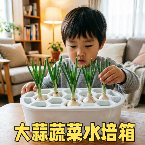 室内根系观察水培箱大蒜大葱蔬菜