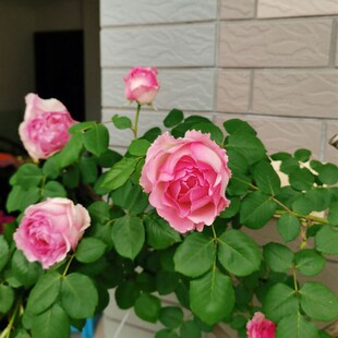 无刺罗衣藤本月季花苗盆栽罗伊大花浓香四季开庭院阳台爬藤蔷薇花