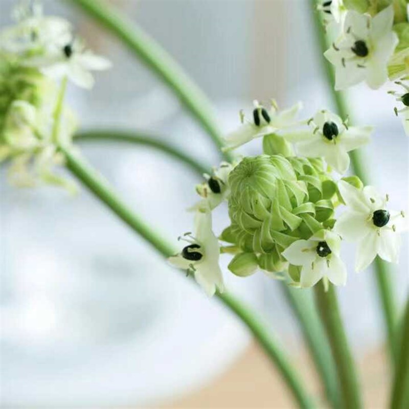 云南基地直发天鹅绒雀梅鲜花速递伯利恒之星水培家用办公室花期长