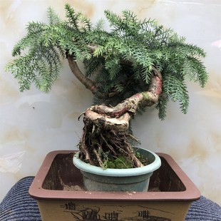 澳洲松树桩盆景室内绿植水培植物南洋杉盆栽实物拍带原土出货