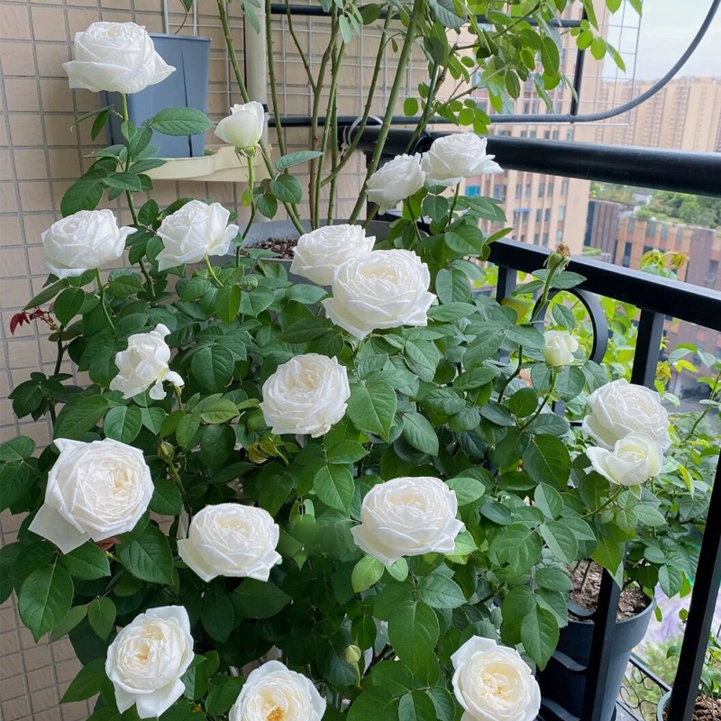 伊芙婚礼之路月季花大苗四季特大花浓香纯白色玫瑰盆栽阳台绿植物